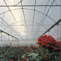 Standard grade wall panels in greenhouse